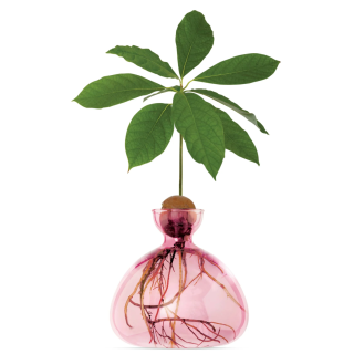 Vase für Blumen oder keimendes Wurzelwerk (Rosa)