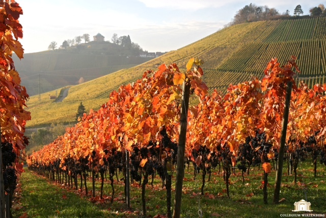 Weinreben am Wirtemberg